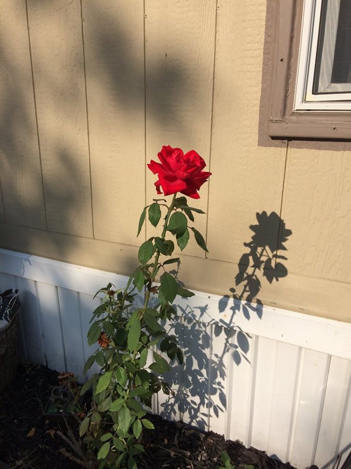 A picture a single rose growing from the ground.