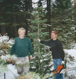 Cutting down Christmass Tree